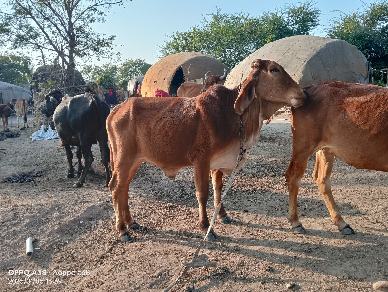 આ ત્રણ વાછડી વે...