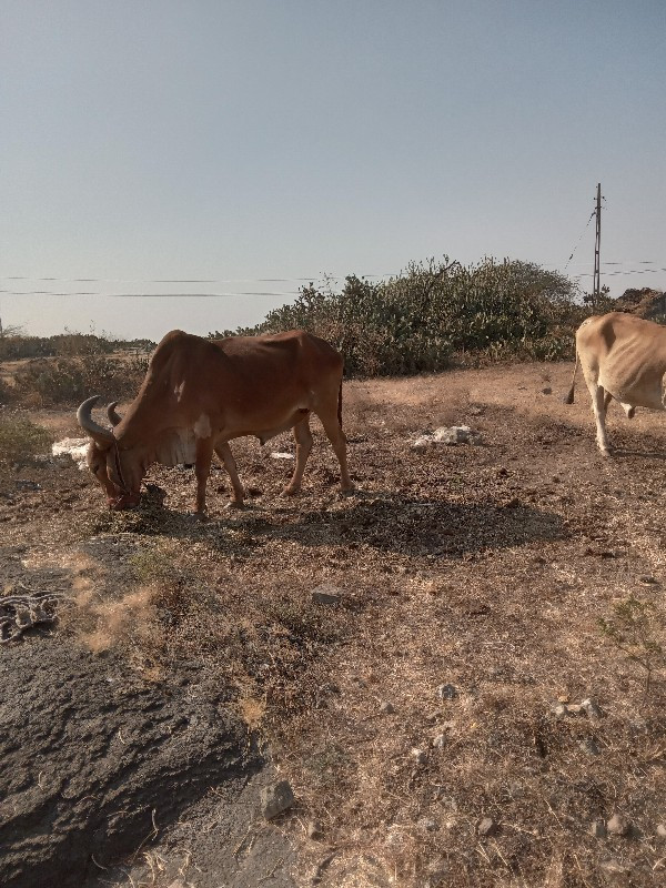 બળદ.વેચવાના.છે