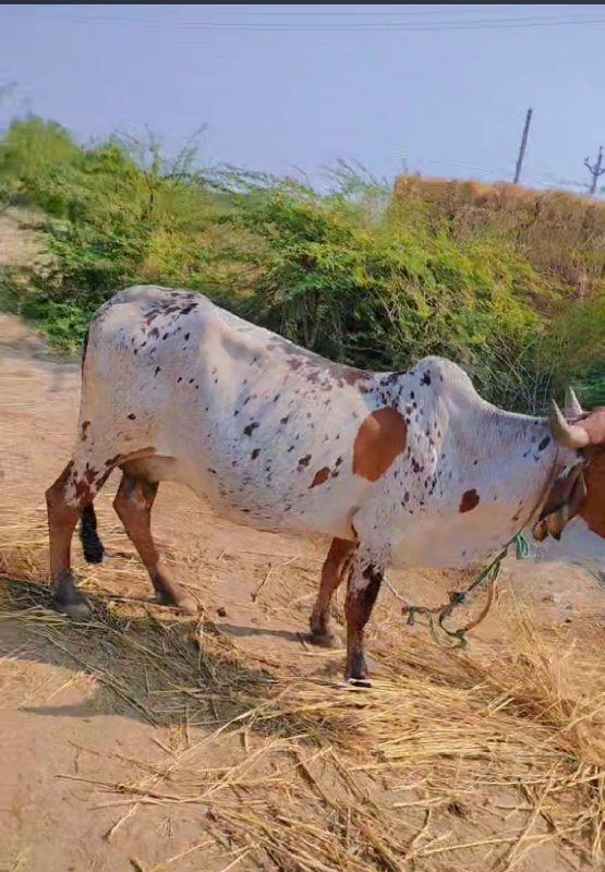 લીલડી ગાય વેચવા...