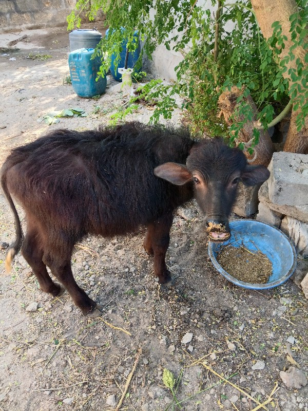 ભૅશ વૅચવાની છે