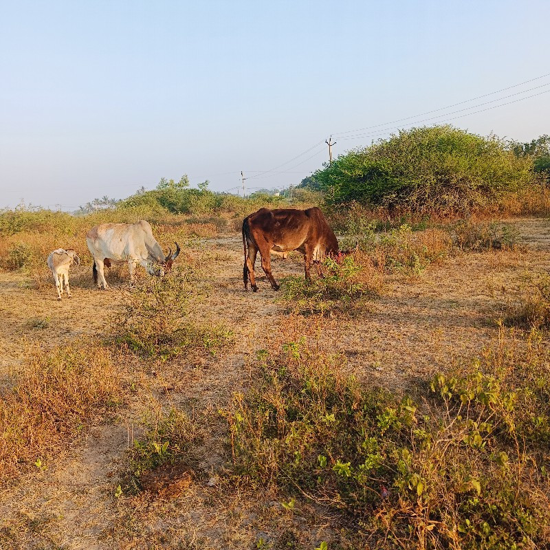 ગાયો વેચવાની સે