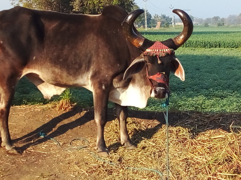 બળદ વેચવાનો છે