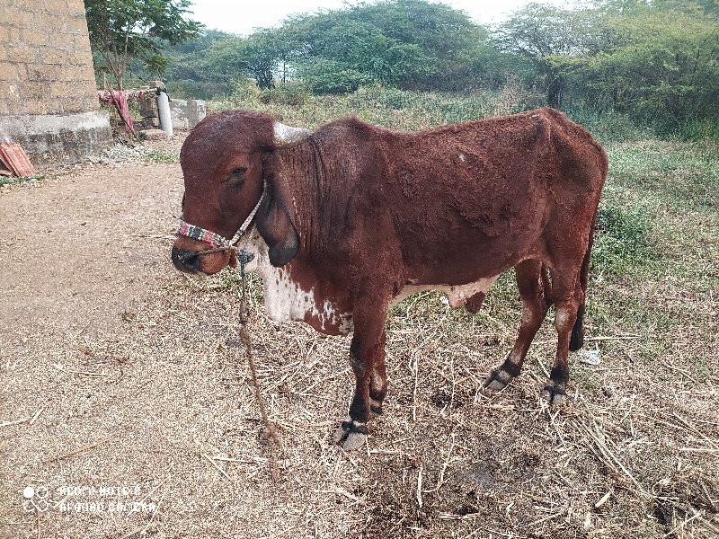 ગોઢલા વેસવા ના...