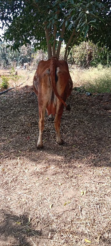 ગાય વેસવા ની છે