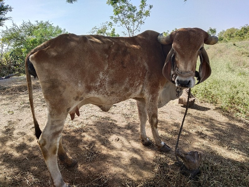 ગીર ગાય વેચવાની...