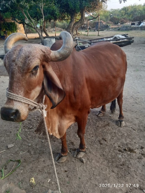 ગાય