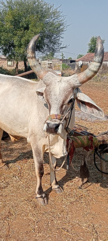 આ બળદ વેચવાના છ...