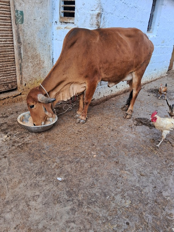 પેલુ વેતર