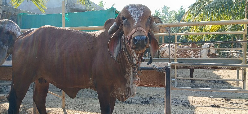 ગીર હોડકી વેચવા...