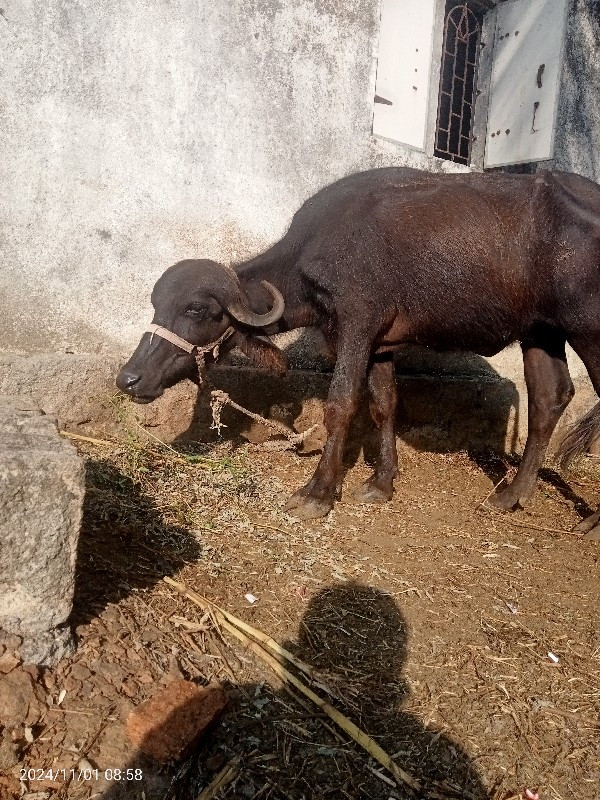 ખડેલા વેચવાની સ...