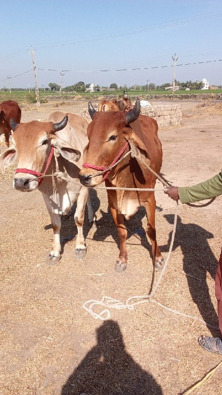 ગોઢલા