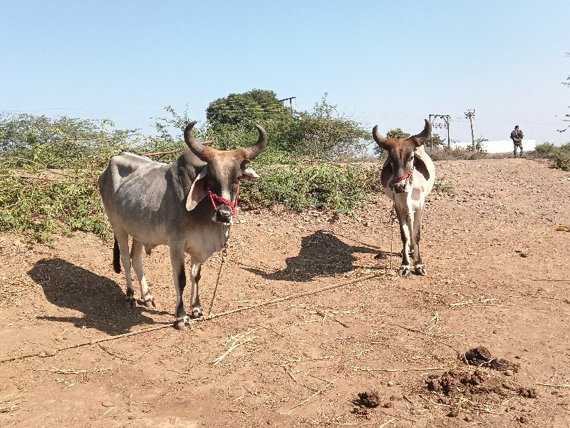 ગાડામાં હાલતા હ...