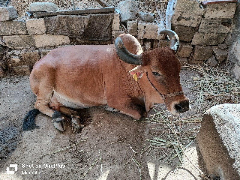 દેશી ગાય વેચવાન...