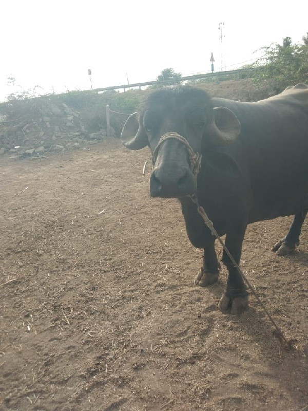 ભેસવેચવાનિછે