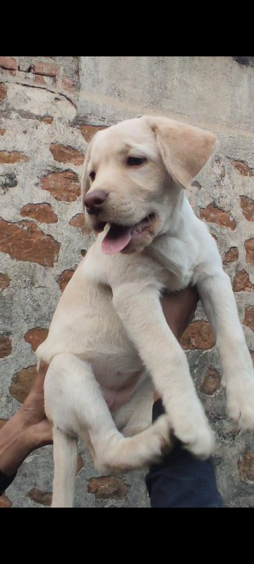 Labrador�....🐶✨...