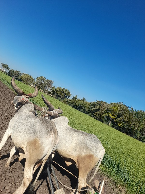 વાગડ વઢીયારા