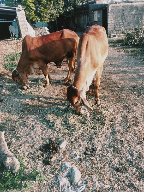 ગોઢલા