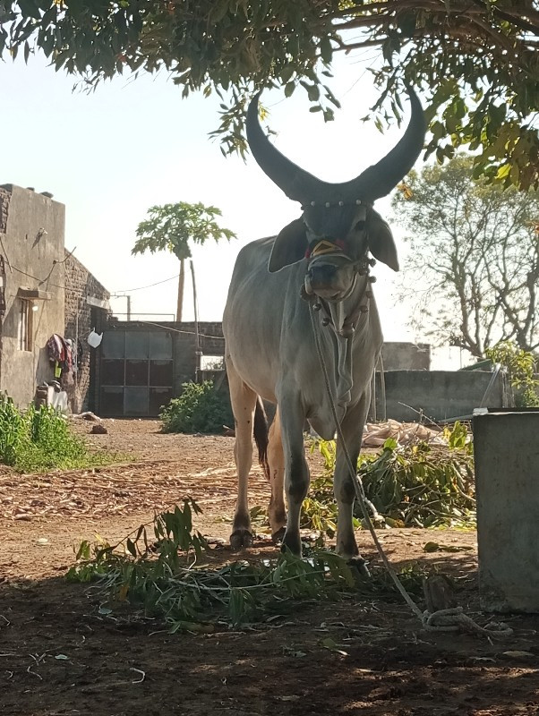 વાછડો