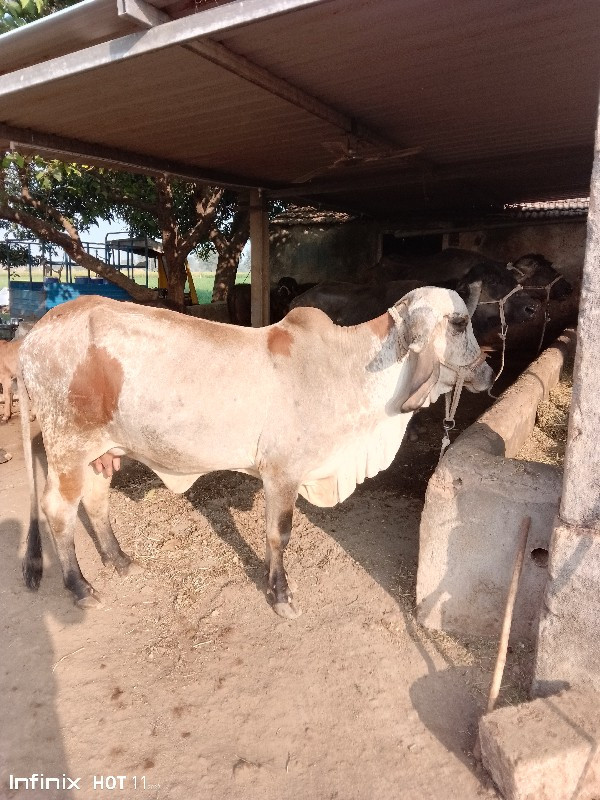 ગાય વેસવાનીછે