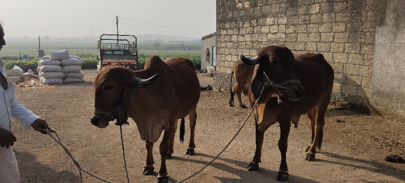 બળદ વેચવા ના છે