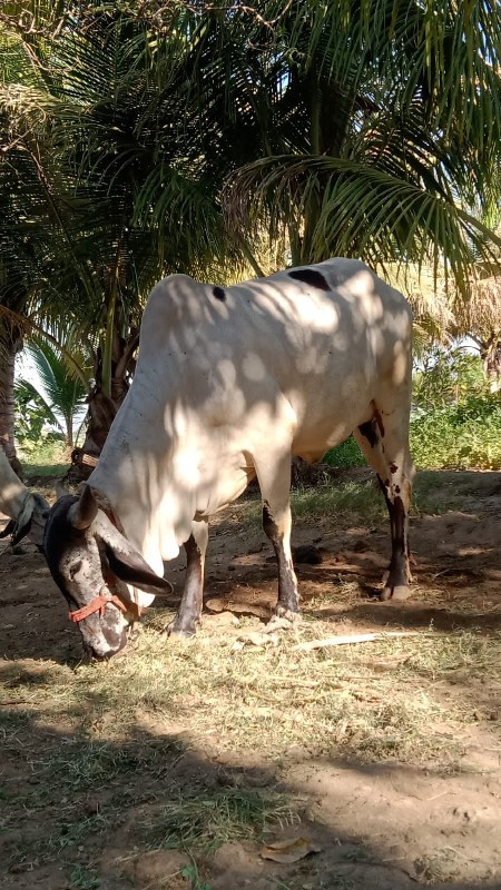 ગાય હોડકી