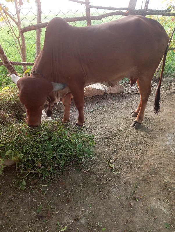 ગાય વેચવાની છે