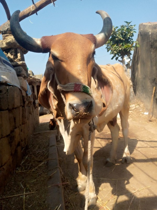 ગાય વેચવાનિ છે