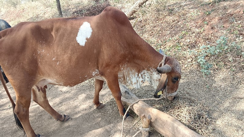 ગીર ગાય વેચવાની...