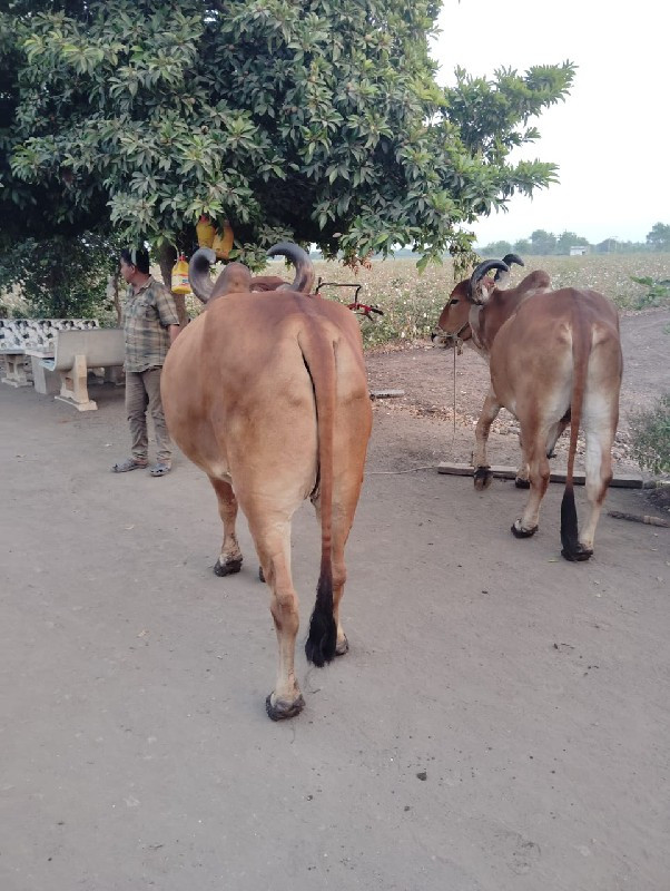 બડદવેચવાનાસેધરચ...