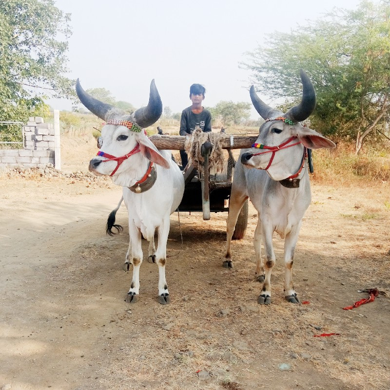 બળદ વેચવાના છે