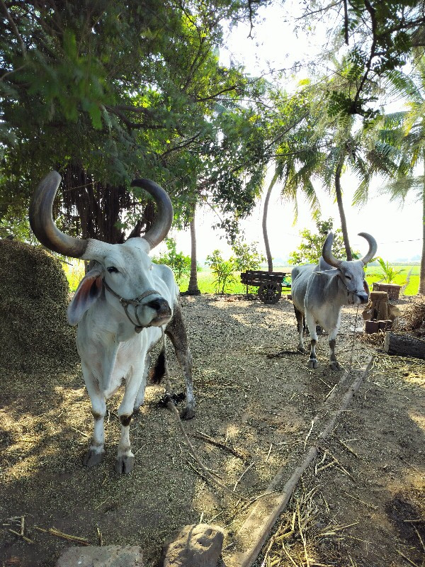 બળદ