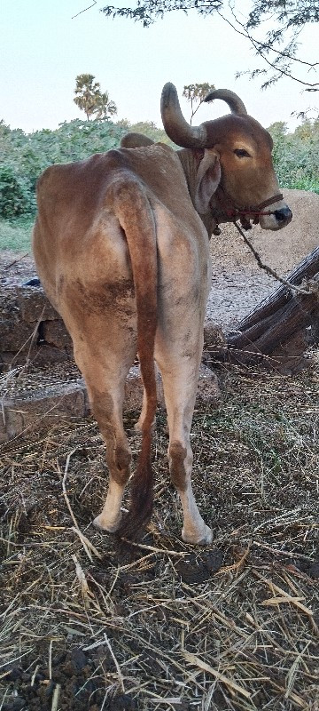 બળદ વેસ વાના સે