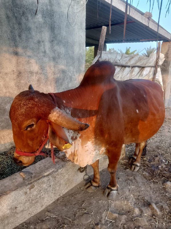 ગાય વેચવાની છે