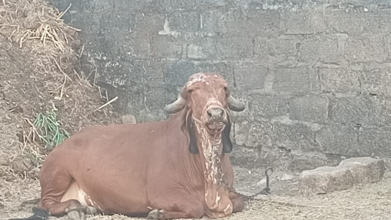 ગાય વેચવાની  છે...