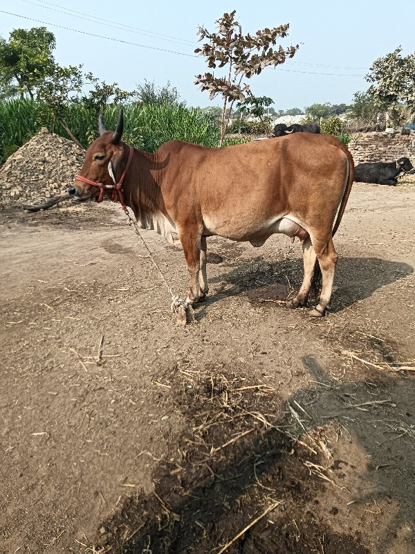 હોડકી વેચવાની છ...