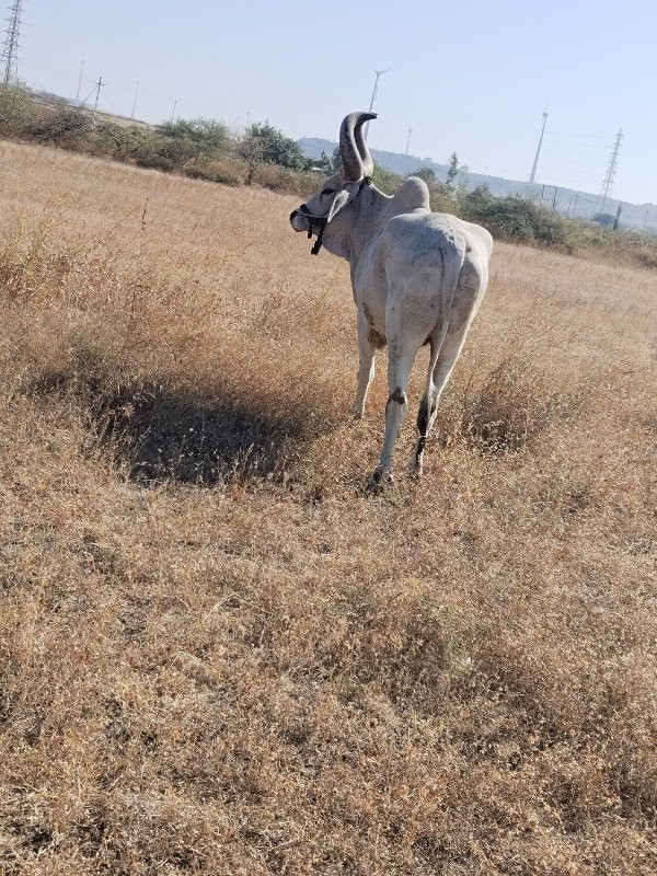 આ ના જેવો બળદ લ...