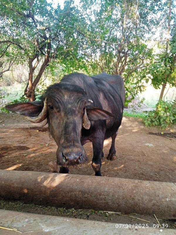 ભેશવૅશવાની‌શે