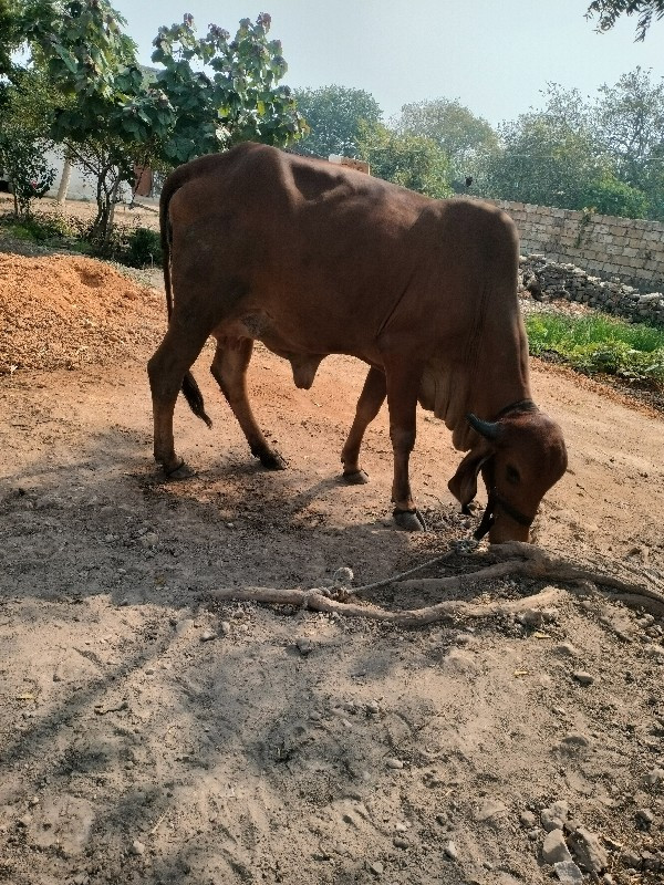 ગાય વેચવા ni ch...