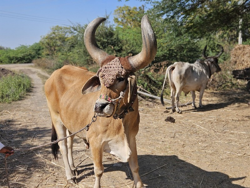 બધી જવાબદારી