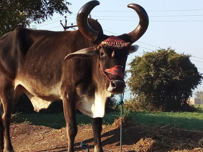 બળદ વેચવાનો છે