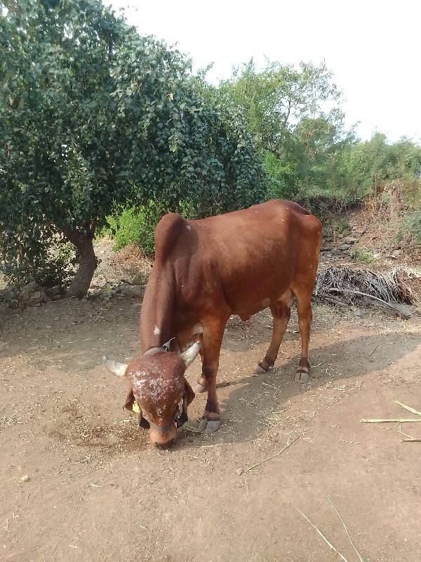 sonagara Ramji