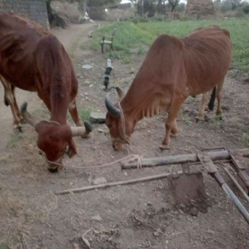 ગોંઢલા વેચવાનાછ...