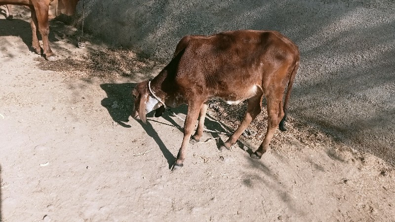 વાછડી વેચવાની છ...