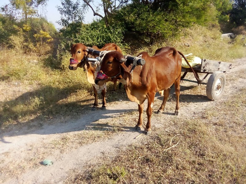 ગોંઢલા વેચવાના...