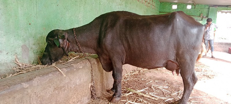 બીજુ વેતર ખડેલી