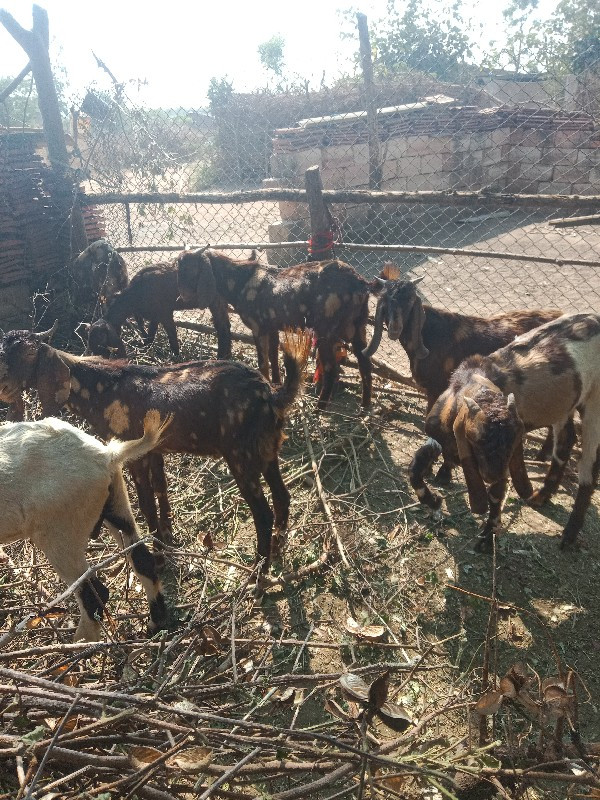 આ બકરા બેસવાના...