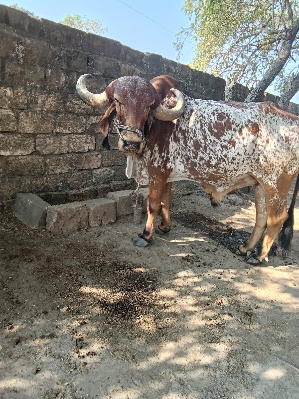 બળદ ગોઢલા