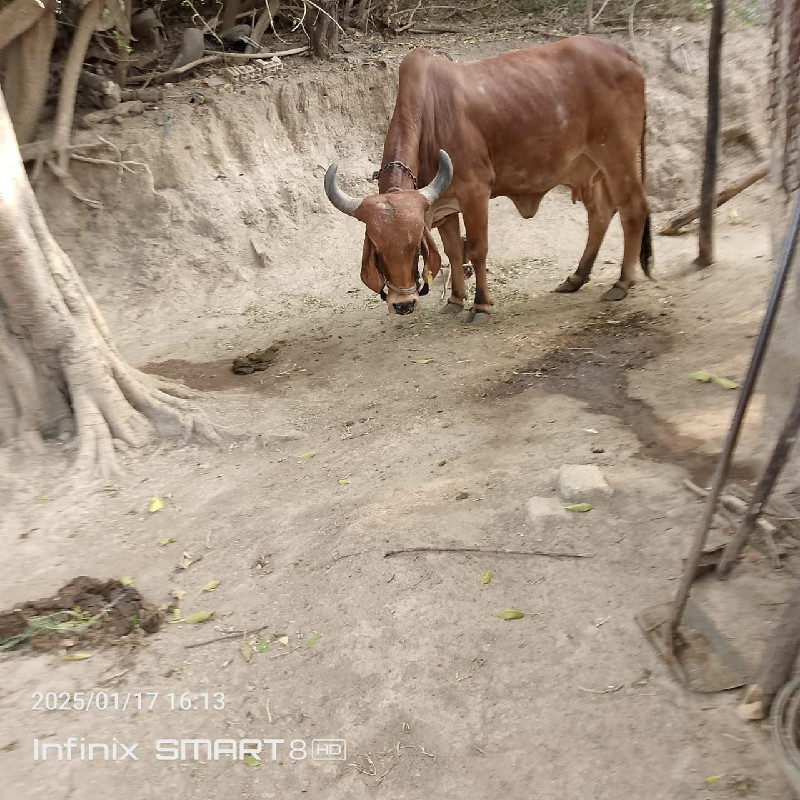 ગીર ગાય વેચવાની...