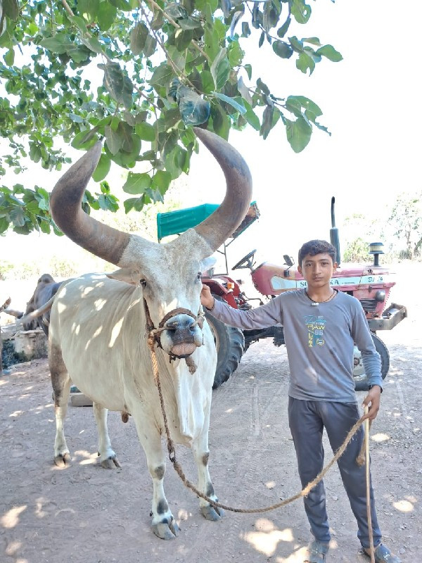 બળદ વેચવાનો છે