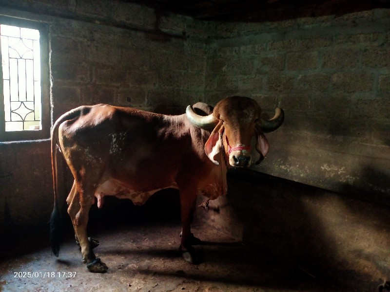 ગાય વેચવાનિ છે